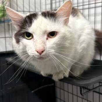 Langston -  Domestic Short Hair Cat for Adoption in Washington, District Of Columbia - Langston | PetCurious