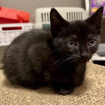 Cha Cha -  Domestic Short Hair Cat for Adoption in Evansville, Indiana - Cha Cha | PetCurious