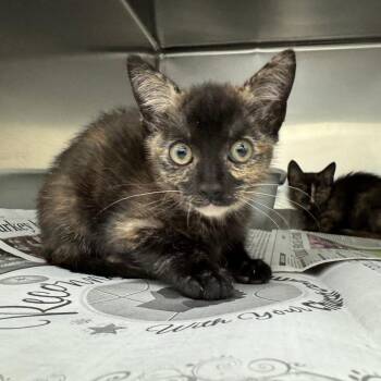 Buttercup -  Domestic Short Hair Cat for Adoption in Auburn, Alabama - Buttercup | PetCurious