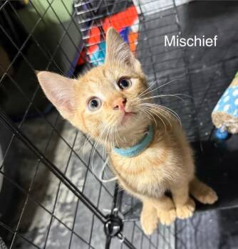 Mischief -  Domestic Short Hair Cat Available for Adoption in Johnson City, Tennessee - Mischief | PetCurious