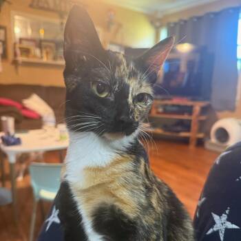 Tortoiseshell Cats Available for Adoption in Dallas, Texas - Calypso | PetCurious