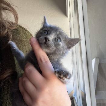 Julia -  Domestic Short Hair Cat for Adoption in Pacific Grove, California - Julia | PetCurious