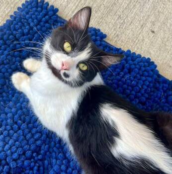 Rescue Domestic Medium Hair Cats for Adoption in Inez, Kentucky - Luna | PetCurious