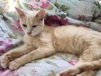 Peaches -  Domestic Short Hair Cat for Adoption in Belvidere, Illinois - Peaches | PetCurious