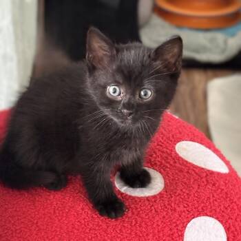 Domestic Short Hair Cats Available for Adoption in Allen, Texas - Maverick - Pre Adoption ONLY | PetCurious