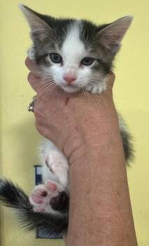 Marshall -  Domestic Medium Hair Cat Available for Adoption in Rockwall, Texas - Marshall | PetCurious
