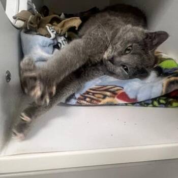 Domestic Short Hair Cats Available for Adoption in Chaska, Minnesota - Kin | PetCurious