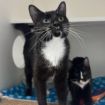 Perla -  Domestic Short Hair Cat for Adoption in Providence, Rhode Island - Perla | PetCurious
