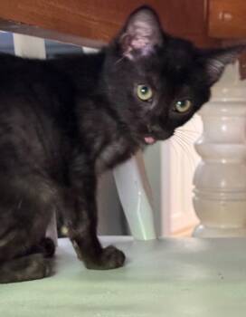 Zippo -  Domestic Short Hair Cat for Adoption in Cumming, Georgia - Zippo | PetCurious