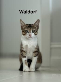 Waldorf -  Domestic Short Hair and Tabby Cat for Adoption in Homestead, Florida - Waldorf | PetCurious