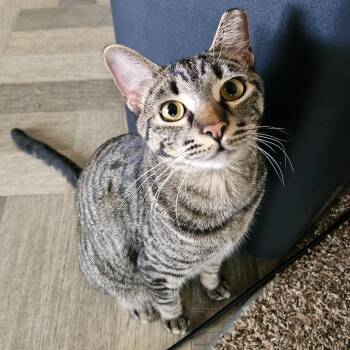 Domestic Short Hair Cats Available for Adoption in Woodinville, Washington - Beans | PetCurious