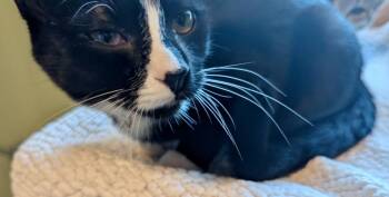 Pickles -  Domestic Short Hair Cat for Adoption in Rice Lake, Wisconsin - Pickles | PetCurious
