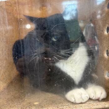 Vader -  Domestic Short Hair Cat for Adoption in Philadelphia, Pennsylvania - Vader | PetCurious