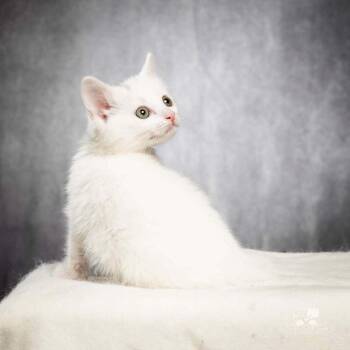 Nibsy -  Turkish Van Cat for Adoption in Calimesa, California - Nibsy | PetCurious