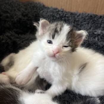 Rescue Domestic Medium Hair Cats for Adoption in Elfin Forest, California - Carl From HR | PetCurious