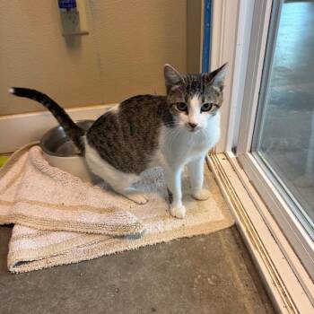 Duchess -  Domestic Short Hair Cat for Adoption in Mankato, Minnesota - Duchess | PetCurious