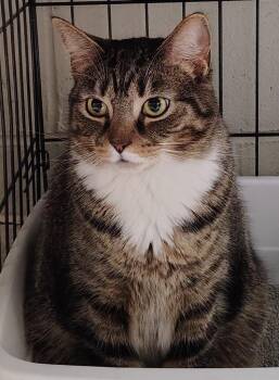 Domestic Short Hair Cats Available for Adoption - Koa | PetCurious