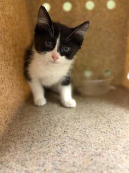 Domestic Short Hair Cats Available for Adoption in Riverside, California - A1909952 | PetCurious