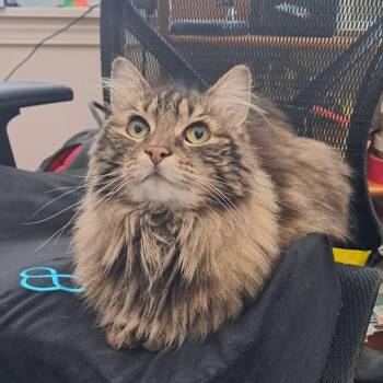 Anne -  Domestic Long Hair Cat for Adoption in Renton, Washington - Anne | PetCurious