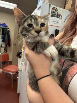 Rescue Domestic Short Hair Cats for Adoption in Salisbury, Maryland - Cali | PetCurious