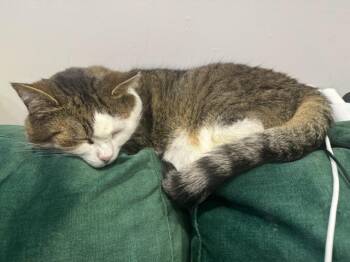 Jaxon 2 -  Domestic Short Hair Cat for Adoption in Arthur, Ontario - Jaxon 2 | PetCurious