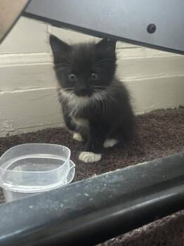 ChooChoo -  Domestic Long Hair Cat for Adoption in Statesboro, Georgia - ChooChoo | PetCurious