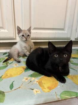 Camembert (was Starburst) -  Domestic Short Hair Cat for Adoption in Ferndale, Michigan - Camembert (was Starburst) | PetCurious