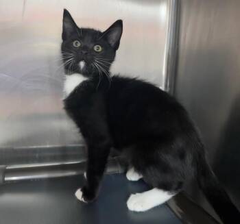 Sallisaw -  Domestic Short Hair Cat for Adoption in Fort Lupton, Colorado - Sallisaw | PetCurious