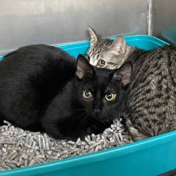 Rescue Domestic Short Hair Cats for Adoption in Hampton Bays, New York - Nina | PetCurious