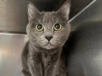 Domestic Short Hair Cats Available for Adoption in Powell, Ohio - Peep | PetCurious