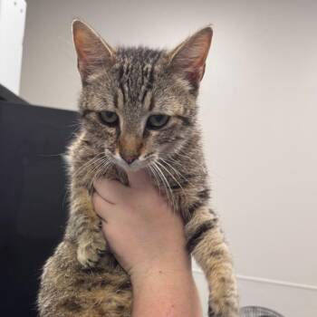 Domestic Short Hair Cats Available for Adoption in Columbiana, Alabama - Stedson | PetCurious