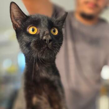 Richard -  Domestic Short Hair Cat for Adoption in Chapel Hill, North Carolina - Richard | PetCurious