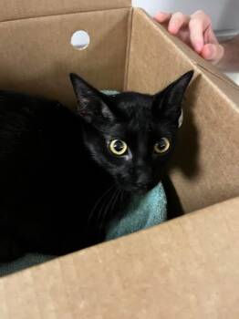 Jet -  Domestic Medium Hair Cat for Adoption in Nacogdoches, Texas - Jet | PetCurious