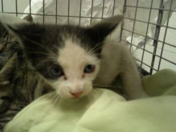 HENRI -  Domestic Short Hair Cat for Adoption in Fort Lauderdale, Florida - HENRI | PetCurious