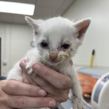 Siren -  Domestic Short Hair and Siamese Cat for Adoption in Lyndhurst, Virginia - Siren | PetCurious