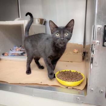 Coco Puff 26-08-040 -  Domestic Short Hair Cat for Adoption in Bastrop, Texas - Coco Puff 26-08-040 | PetCurious
