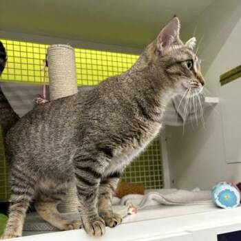 Domestic Short Hair Cats Available for Adoption in Kansas City, Missouri - Mary Kate | PetCurious