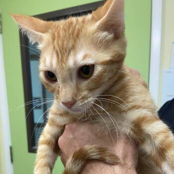 Domestic Short Hair Cats Available for Adoption - Chick | PetCurious