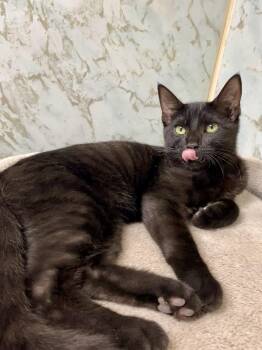 Rescue Domestic Medium Hair Cats for Adoption in Joshua Tree, California - BRAD KITT | PetCurious