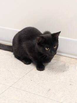 JOHN -  Domestic Short Hair Cat for Adoption in Sandusky, Ohio - JOHN | PetCurious