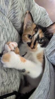 Ember -  Domestic Short Hair Cat for Adoption in Scranton, Pennsylvania - Ember | PetCurious