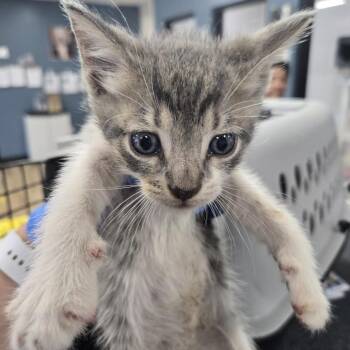 Oliver -  Domestic Short Hair Cat for Adoption in Newark, New Jersey - Oliver | PetCurious
