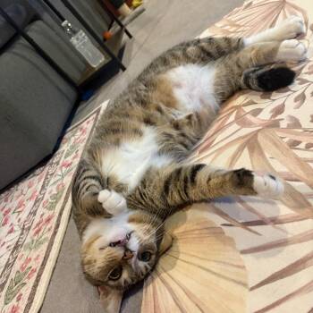 Junior -  Domestic Short Hair Cat for Adoption in Thomaston, Connecticut - Junior | PetCurious