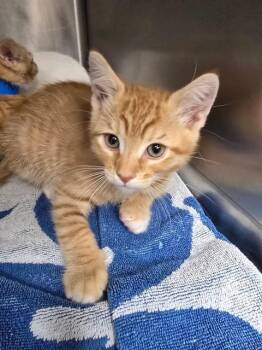 SAFFRON -  Domestic Short Hair Cat for Adoption in Rancho Cucamonga, California - SAFFRON | PetCurious
