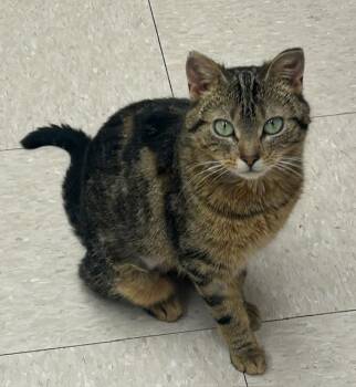 Domestic Short Hair Cats Available for Adoption in Willmar, Minnesota - Metrodona | PetCurious