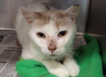 Pup Fish -  Domestic Short Hair Cat for Adoption in Golden Valley, Minnesota - Pup Fish | PetCurious