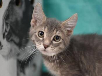Lucky -  Domestic Short Hair Cat for Adoption in Portland, Oregon - Lucky | PetCurious