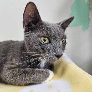 Domestic Short Hair Cats Available for Adoption in Gainesville, Florida - Queen | PetCurious