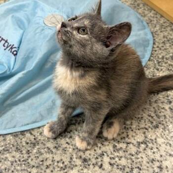 Vivian -  Domestic Short Hair Cat for Adoption in Falls Church, Virginia - Vivian | PetCurious