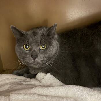 Tinker -  Domestic Short Hair Cat for Adoption in Madisonville, Kentucky - Tinker | PetCurious